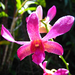 Garden of the Sleeping Giant - Nadi, Fiji