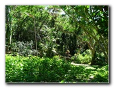 Garden-of-the-Sleeping-Giant-Nadi-Viti-Levu-Fiji-011