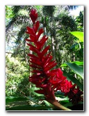 Garden-of-the-Sleeping-Giant-Nadi-Viti-Levu-Fiji-036