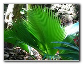 Garden-of-the-Sleeping-Giant-Nadi-Viti-Levu-Fiji-055