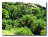 Garden-of-the-Sleeping-Giant-Nadi-Viti-Levu-Fiji-078