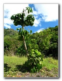 Garden-of-the-Sleeping-Giant-Nadi-Viti-Levu-Fiji-079