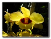 Garden of the Sleeping Giant - Viti Levu, Fiji