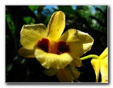 Garden of the Sleeping Giant - Nadi, Fiji