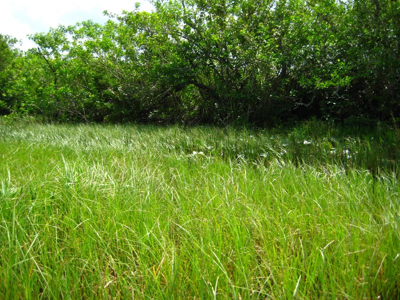 Gator-Park-Airboat-Ride-003