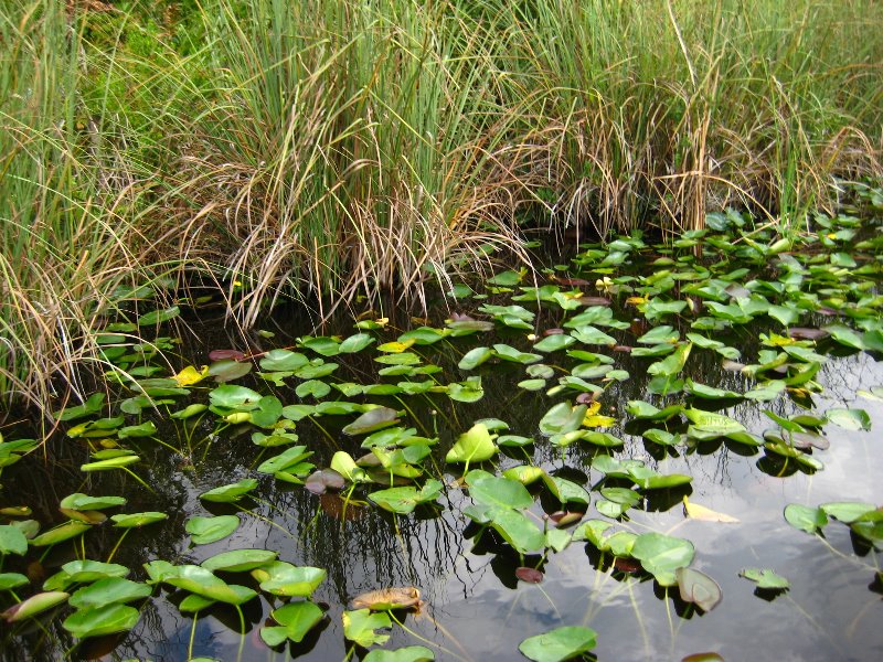 Gator-Park-Airboat-Ride-009