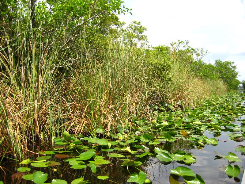 Gator-Park-Airboat-Ride-015