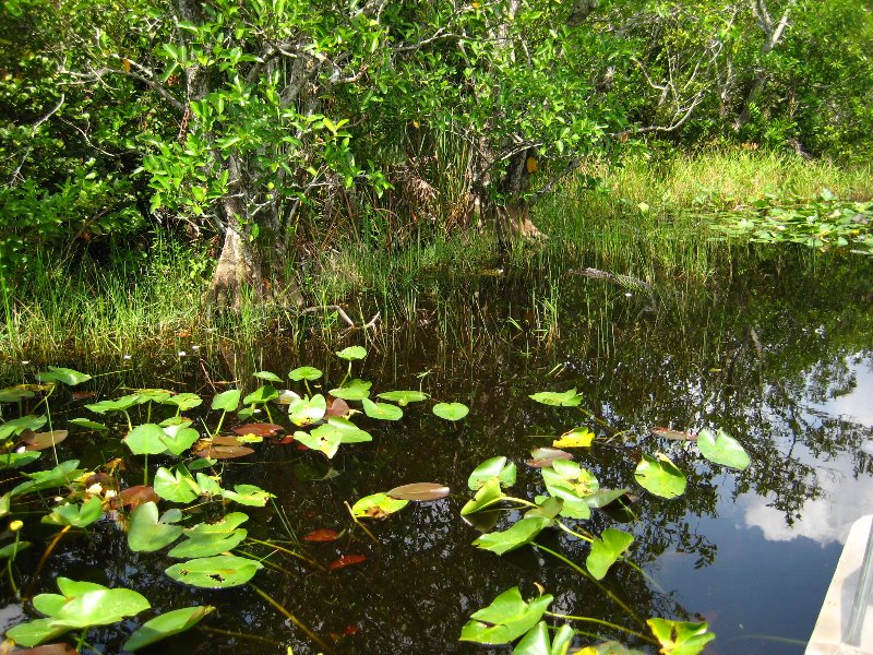 Gator-Park-Airboat-Ride-017