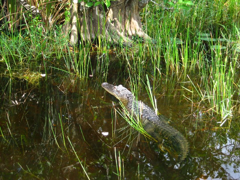 Gator-Park-Airboat-Ride-018