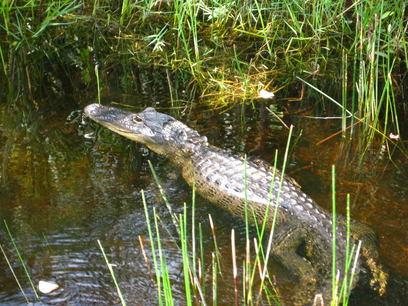 Gator-Park-Airboat-Ride-020