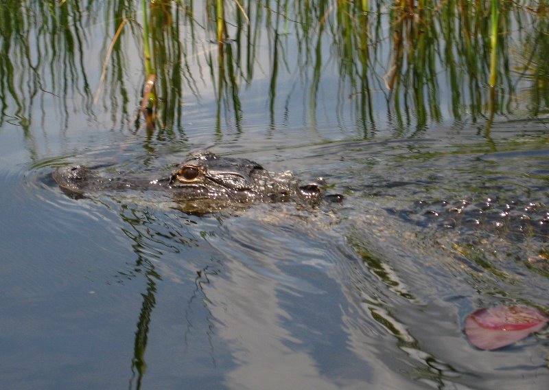 Gator-Park-Airboat-Ride-023