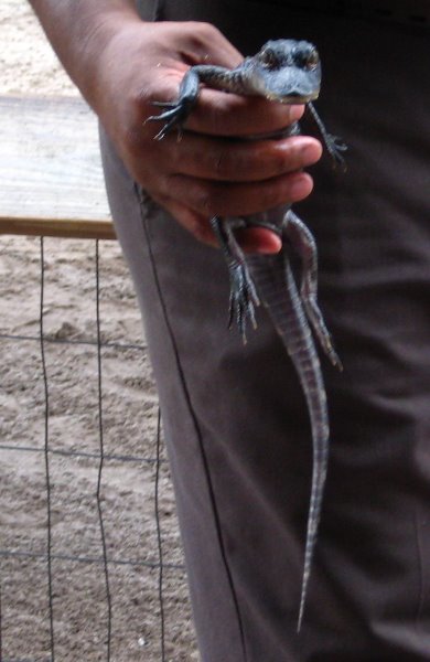 Gator-Park-Airboat-Ride-030
