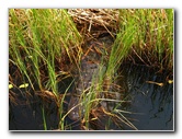 Gator-Park-Airboat-Ride-006