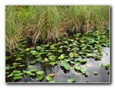 Gator-Park-Airboat-Ride-009