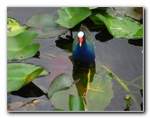 Gator-Park-Airboat-Ride-011