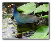 Gator-Park-Airboat-Ride-013