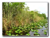 Gator-Park-Airboat-Ride-015