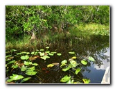 Gator-Park-Airboat-Ride-017