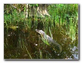 Gator-Park-Airboat-Ride-018