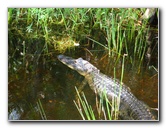 Gator-Park-Airboat-Ride-019
