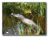 Gator Park Airboat Tour - Miami, FL