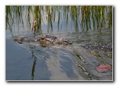 Gator-Park-Airboat-Ride-023