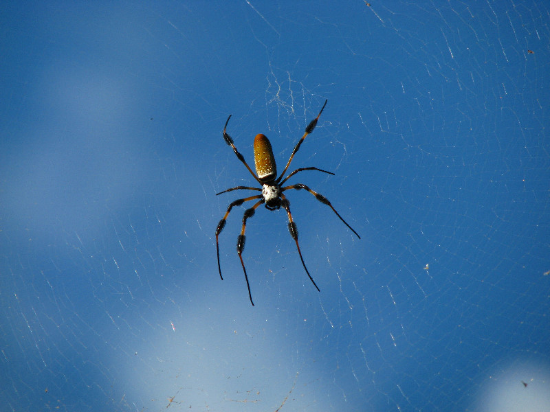 Golden-Silk-Banana-Spiders-Red-Reef-Park-Boca-Raton-FL-001