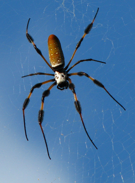 Golden-Silk-Banana-Spiders-Red-Reef-Park-Boca-Raton-FL-002