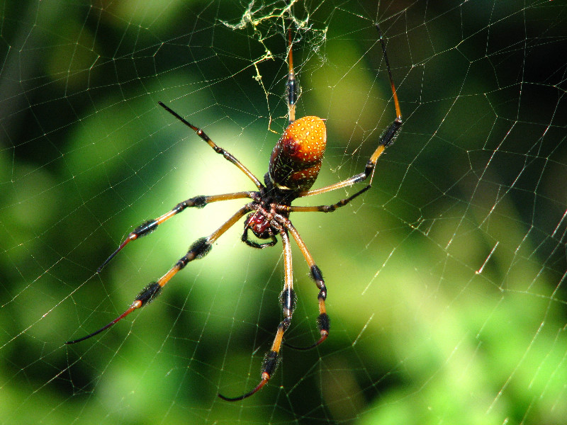 Golden-Silk-Banana-Spiders-Red-Reef-Park-Boca-Raton-FL-003