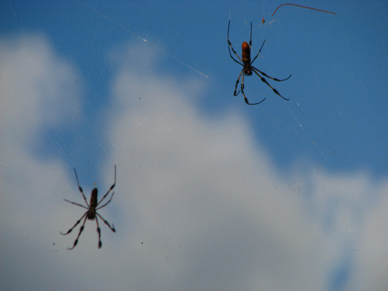 Golden-Silk-Banana-Spiders-Red-Reef-Park-Boca-Raton-FL-004