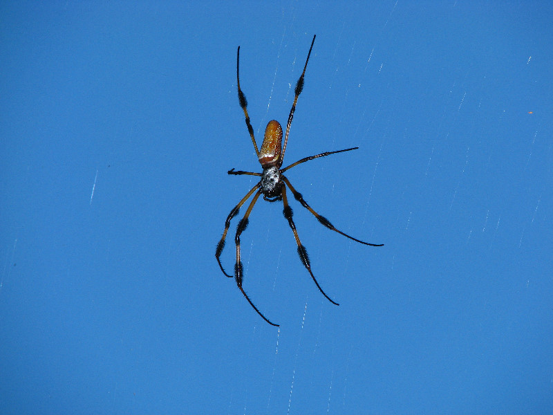 Golden-Silk-Banana-Spiders-Red-Reef-Park-Boca-Raton-FL-005