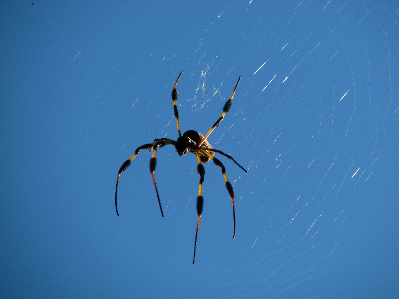 Golden-Silk-Banana-Spiders-Red-Reef-Park-Boca-Raton-FL-006