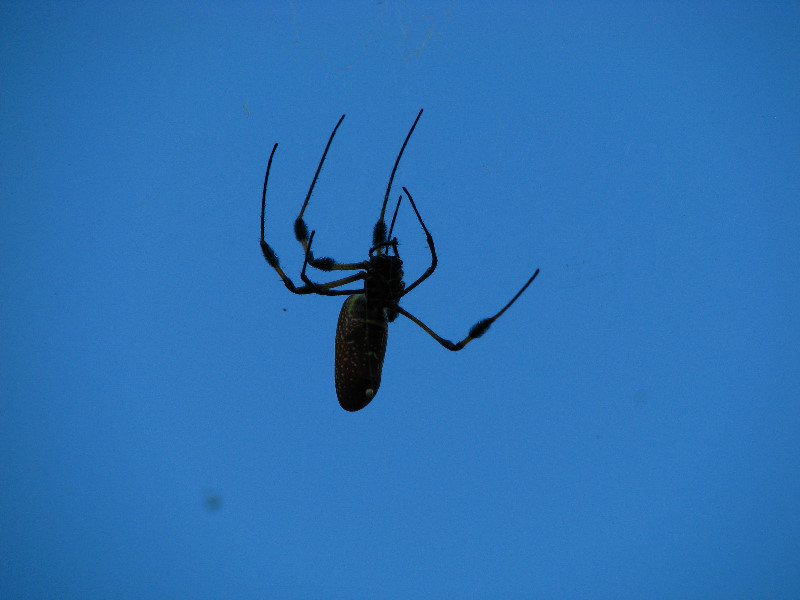 Golden-Silk-Banana-Spiders-Red-Reef-Park-Boca-Raton-FL-007