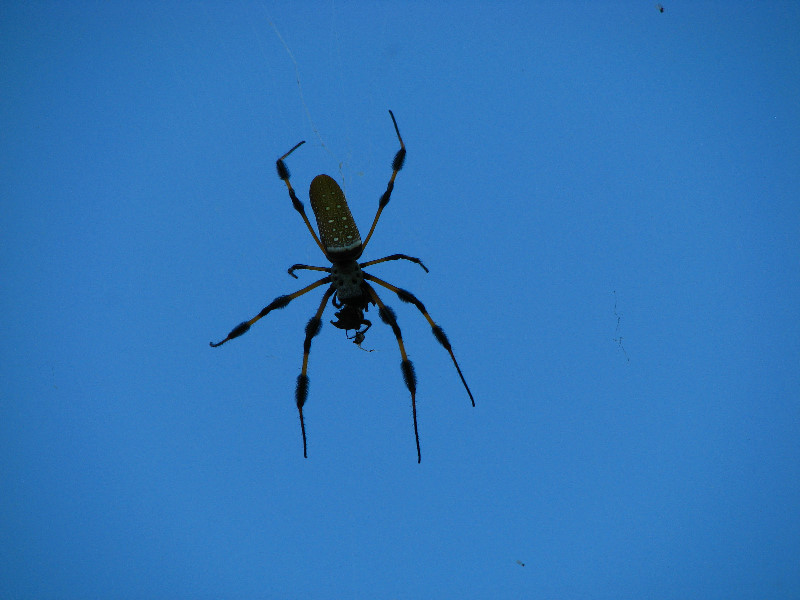 Golden-Silk-Banana-Spiders-Red-Reef-Park-Boca-Raton-FL-008