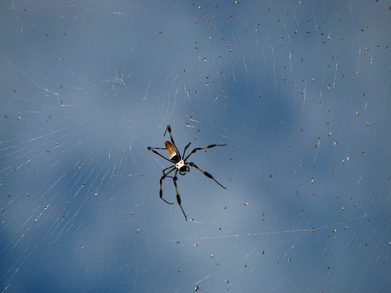 Golden-Silk-Banana-Spiders-Red-Reef-Park-Boca-Raton-FL-009