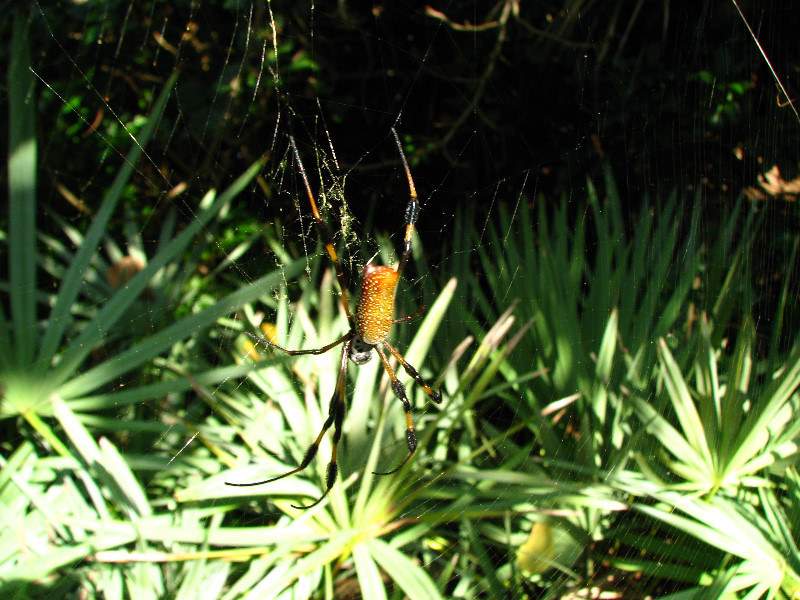 Golden-Silk-Banana-Spiders-Red-Reef-Park-Boca-Raton-FL-010
