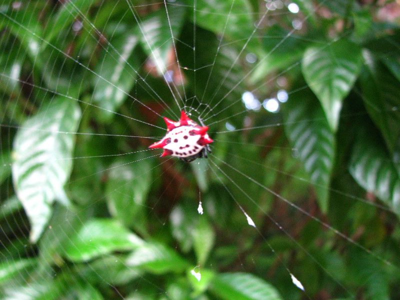 Golden-Silk-Banana-Spiders-Red-Reef-Park-Boca-Raton-FL-011