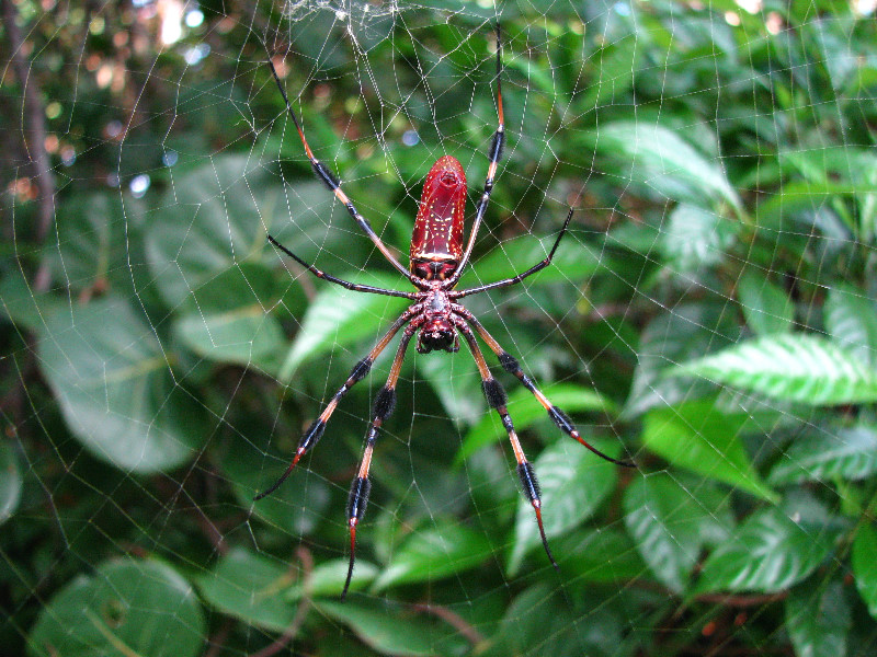 Golden-Silk-Banana-Spiders-Red-Reef-Park-Boca-Raton-FL-013