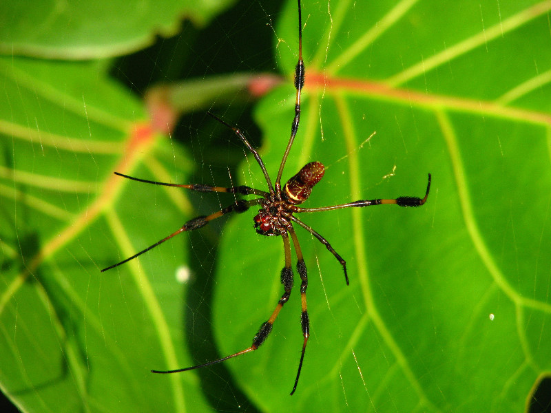 Golden-Silk-Banana-Spiders-Red-Reef-Park-Boca-Raton-FL-015