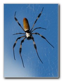 Golden Silk Orb Weavers