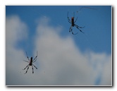 Golden-Silk-Banana-Spiders-Red-Reef-Park-Boca-Raton-FL-004