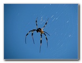 Golden-Silk-Banana-Spiders-Red-Reef-Park-Boca-Raton-FL-006