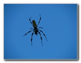 Golden-Silk-Banana-Spiders-Red-Reef-Park-Boca-Raton-FL-008