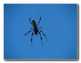 Golden-Silk-Banana-Spiders-Red-Reef-Park-Boca-Raton-FL-008