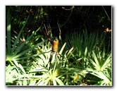 Golden-Silk-Banana-Spiders-Red-Reef-Park-Boca-Raton-FL-010