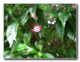 Golden-Silk-Banana-Spiders-Red-Reef-Park-Boca-Raton-FL-011