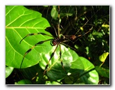 Golden-Silk-Banana-Spiders-Red-Reef-Park-Boca-Raton-FL-014