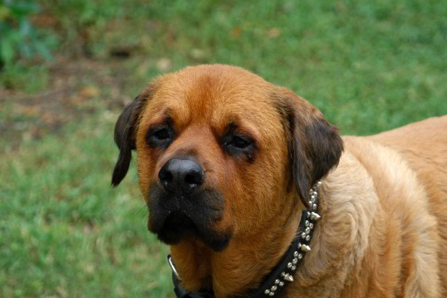 Great-Dane-Bull-Mastiff-Shaved-004