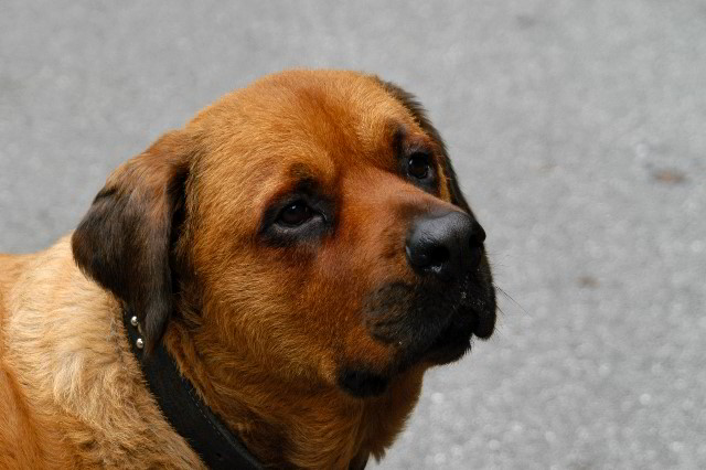 Great-Dane-Bull-Mastiff-Shaved-005