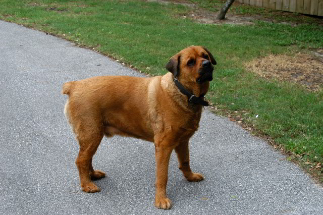 Great-Dane-Bull-Mastiff-Shaved-006